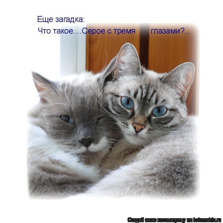 Что такое....Серое с тремя глазами?... Еще загадка:... Котоматрица: Что такое....Серое с тремя глазами?... Еще загадка: