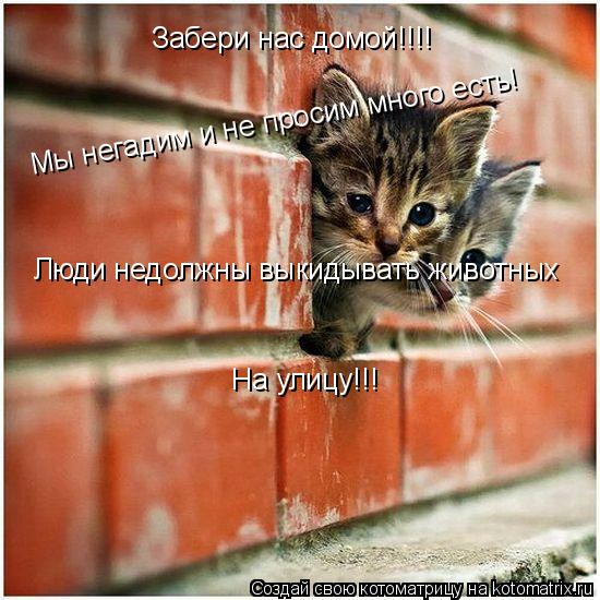 Забери нас домой!!!! Мы негадим и не просим много есть! Люди недолжны выкидывать животных На улицу!!!... Котоматрица: Забери нас домой!!!! Мы негадим и не просим много есть! Люди недолжны выкидывать животных На улицу!!!