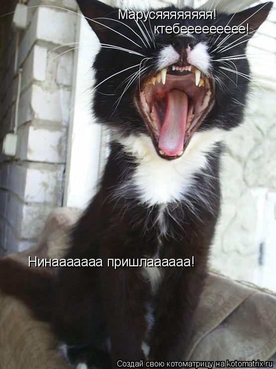 Марусяяяяяяяя! ктебеееееееее! Нинааааааа пришлаааааа!... Котоматрица: Марусяяяяяяяя! ктебеееееееее! Нинааааааа пришлаааааа!