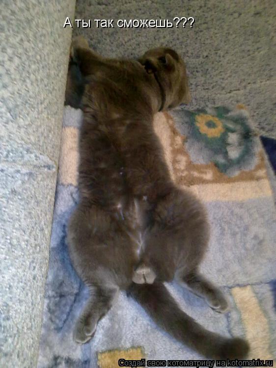 Котоматрица: А ты так сможешь???