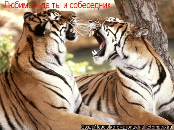 Котоматрица: Любимая, да ты и собеседник...