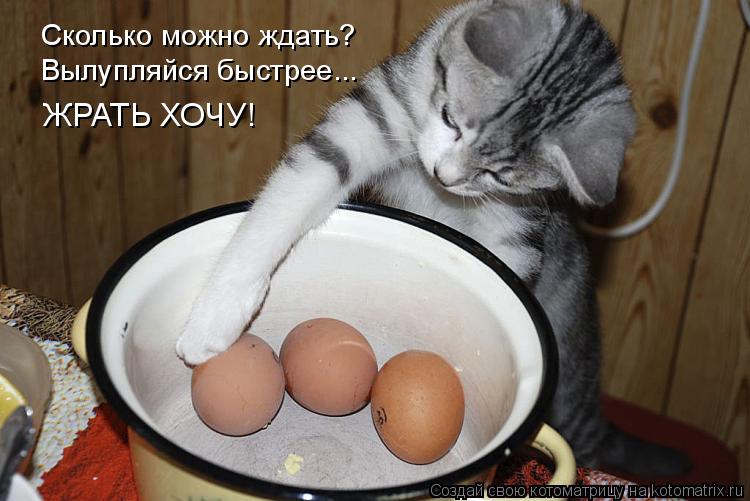 Котоматрица: Сколько можно ждать? Вылупляйся быстрее... ЖРАТЬ ХОЧУ!