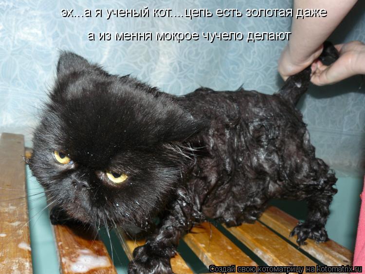 Котоматрица: эх...а я ученый кот....цепь есть золотая даже а из мення мокрое чучело делают
