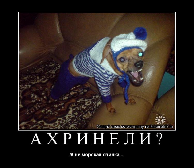 Котоматрица: АХРИНЕЛИ? Я не морская свинка...