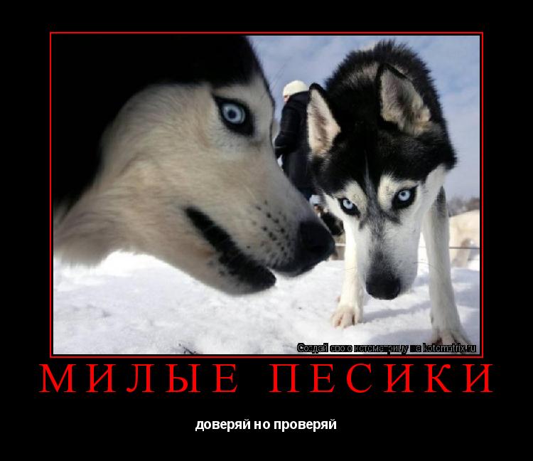 Котоматрица: милые пёсики доверяй но проверяй