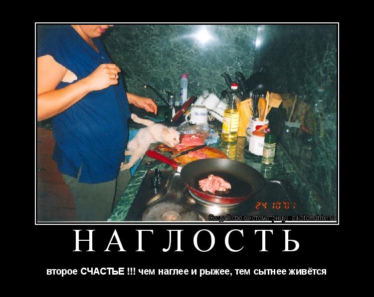 Котоматрица: НАГЛОСТЬ второе СЧАСТЬЕ !!! чем наглее и рыжее, тем сытнее живётся