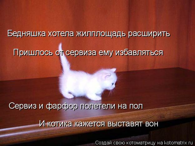 Котоматрица: Бедняшка хотела жилплощадь расширить Пришлось от сервиза ему избавляться Сервиз и фарфор полетели на пол И котика кажется выставят вон
