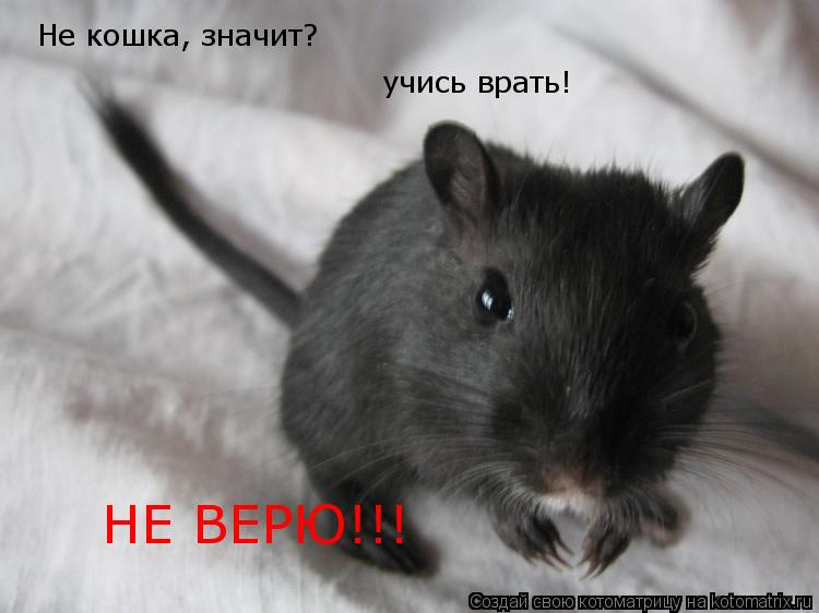 Котоматрица: Не кошка, значит? учись врать! НЕ ВЕРЮ!!!