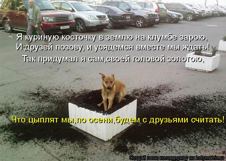 Котоматрица: Я куриную косточку в землю на клумбе зарою, И друзей позову, и усядемся вместе мы ждать! Так придумал я сам,своей головой золотою, Что цыплят 