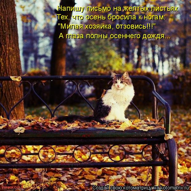 Напишу письмо на желтых листьях Тех, что осень бросила к ногам: "Милая хозяйка, отзовись!!!" А глаза ... Котоматрица: Напишу письмо на желтых листьях Тех, что осень бросила к ногам: "Милая хозяйка, отзовись!!!" А глаза полны осеннего дождя...