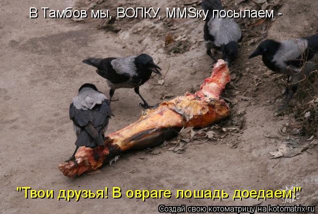 "Твои друзья! В овраге лошадь доедаем!" В Тамбов мы, ВОЛКУ, MMSку посылаем -... Котоматрица: "Твои друзья! В овраге лошадь доедаем!" В Тамбов мы, ВОЛКУ, MMSку посылаем -