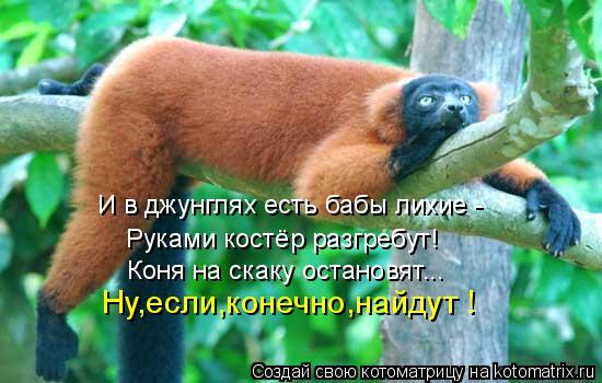 И в джунглях есть бабы лихие - Руками костёр разгребут! Коня на скаку остановят... Ну,если,конечно,на... Котоматрица: И в джунглях есть бабы лихие - Руками костёр разгребут! Коня на скаку остановят... Ну,если,конечно,найдут !