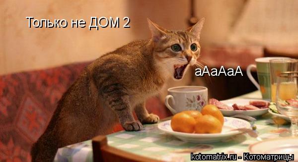 Котоматрица: Только не ДОМ 2 аАаАаА