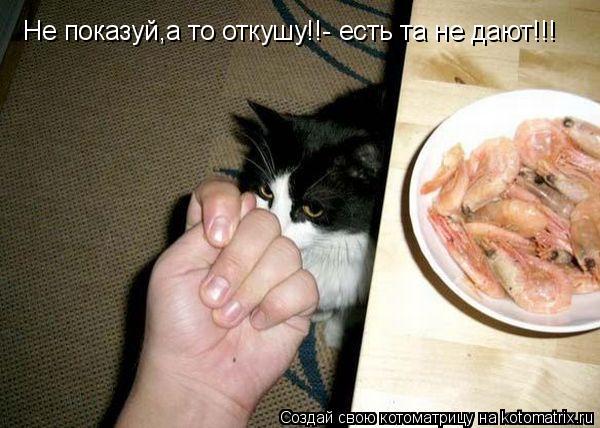 Котоматрица: Не показуй,а то откушу!!- есть та не дают!!!