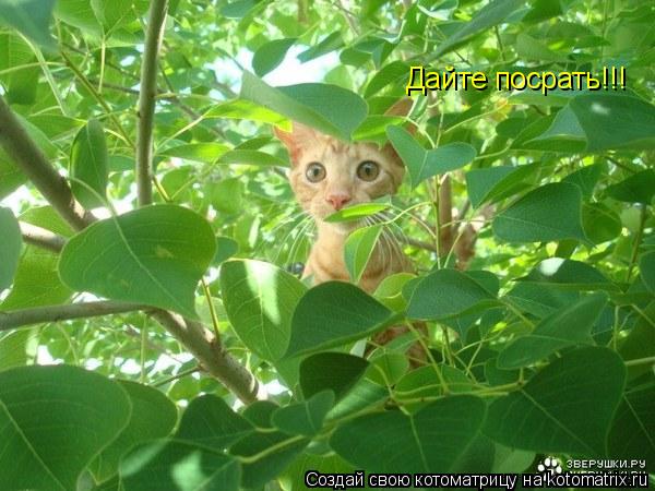 Котоматрица: Дайте посрать!!!