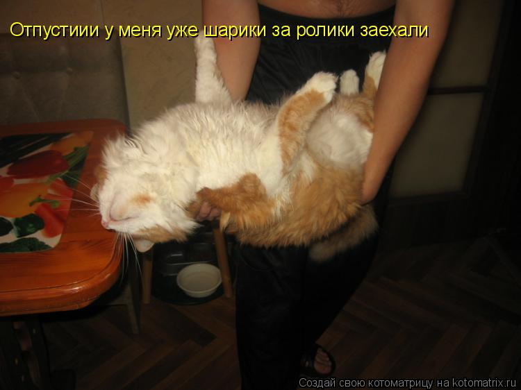 Котоматрица: Отпустиии у меня уже шарики за ролики заехали