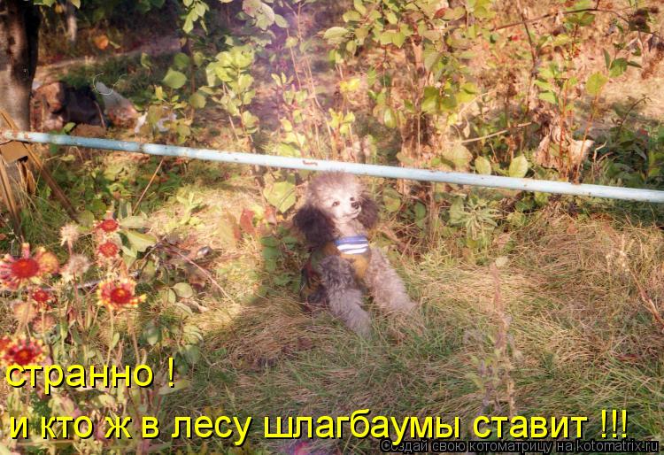 Котоматрица: и кто ж в лесу шлагбаумы ставит !!! странно !