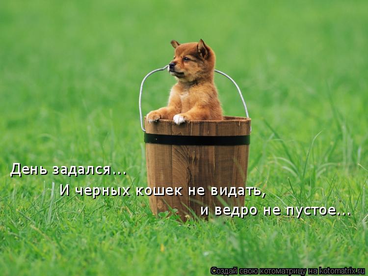 День задался... И черных кошек не видать, и ведро не пустое...... Котоматрица: День задался... И черных кошек не видать, и ведро не пустое...