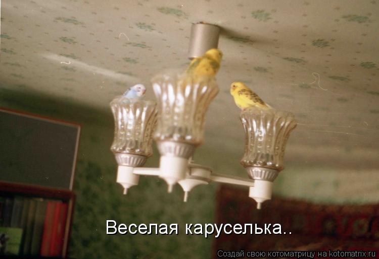 Котоматрица: Веселая каруселька..
