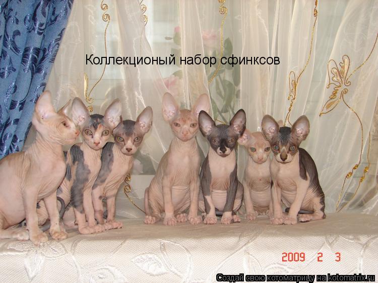 Котоматрица: Коллекционый набор сфинксов Коллекционый набор сфинксов