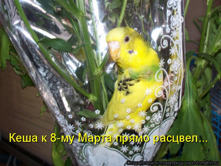 Котоматрица: Кеша к 8-му Марта прямо расцвел...