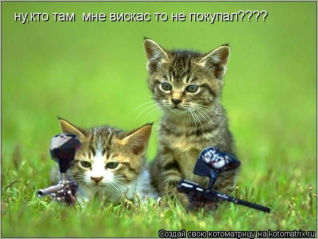 Котоматрица: ну,кто там  мне вискас то не покупал????