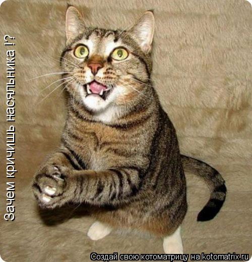 Котоматрица: Зачем кричишь насяльника !?