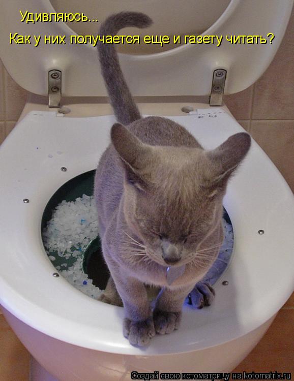 Котоматрица: Удивляюсь... Как у них получается еще и газету читать?