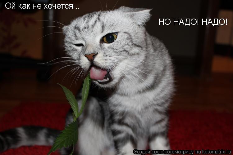 Котоматрица: Ой как не хочется... НО НАДО! НАДО!