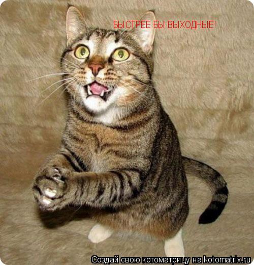 Котоматрица: БЫСТРЕЕ БЫ ВЫХОДНЫЕ!