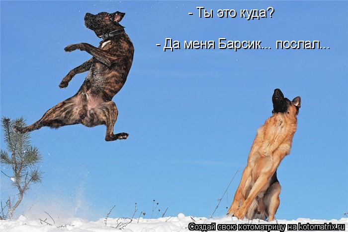 - Ты это куда? - Да меня Барсик... послал...... Котоматрица: - Ты это куда? - Да меня Барсик... послал...