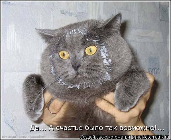 Котоматрица: Да... А счастье было так возможно!...