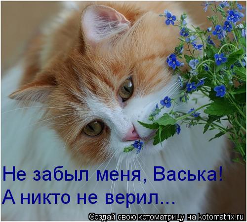 Не забыл меня, Васька! А никто не верил...... Котоматрица: Не забыл меня, Васька! А никто не верил...