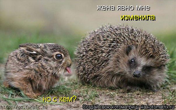 Котоматрица: жена явно мне изменила изменила но с кем?
