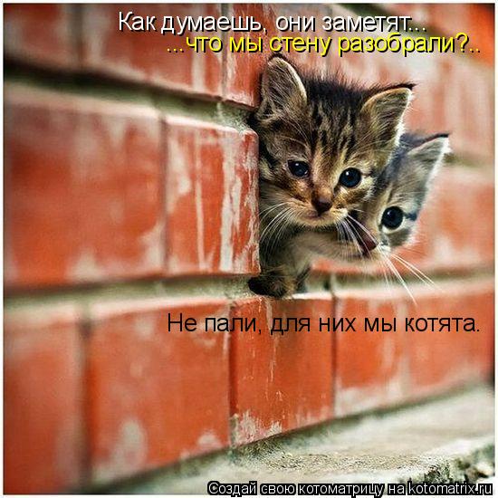 Котоматрица: Как думаешь, они заметят... ...что мы стену разобрали?.. Не пали, для них мы котята.