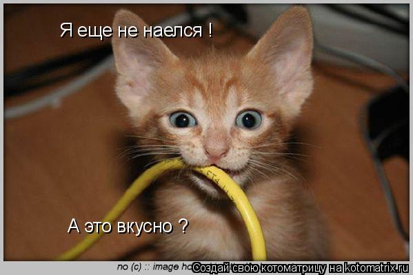 Котоматрица: Я еще не наелся ! А это вкусно ?