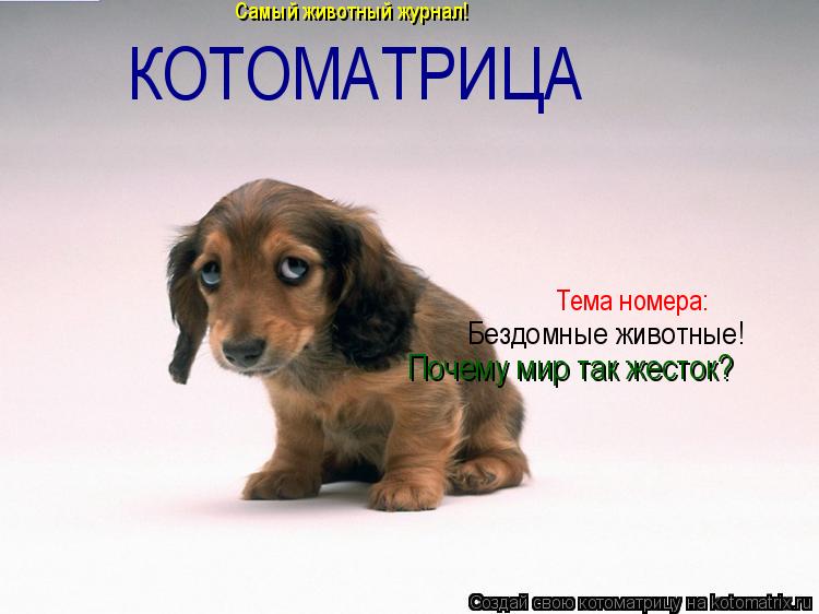 Котоматрица: Самый животный журнал! Тема номера: Бездомные животные! Почему мир так жесток? КОТОМАТРИЦА