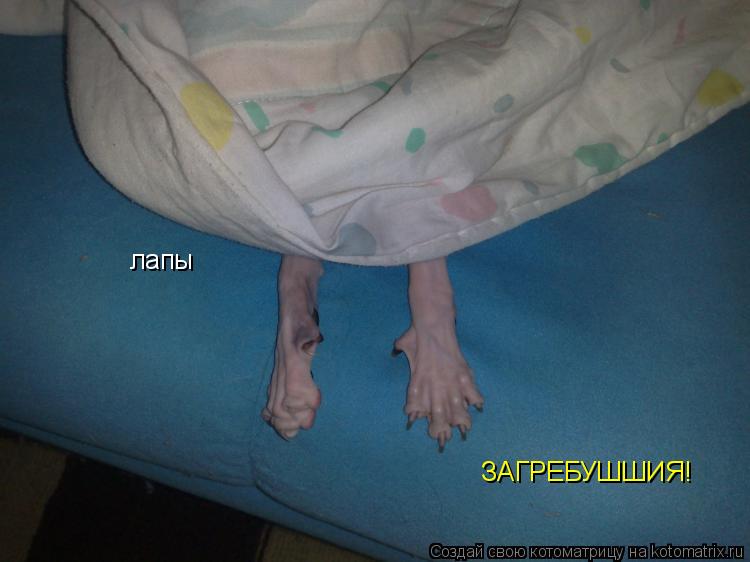 Котоматрица: лапы ЗАГРЕБУШШИЯ!
