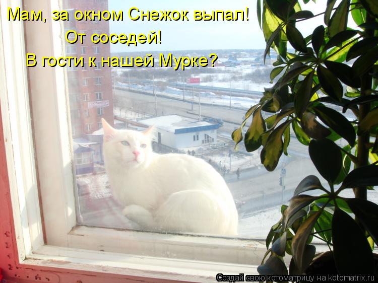 Котоматрица: Мам, за окном Снежок выпал!  От соседей!  В гости к нашей Мурке?