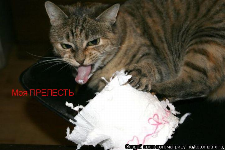Котоматрица: Моя ПРЕЛЕСТЬ