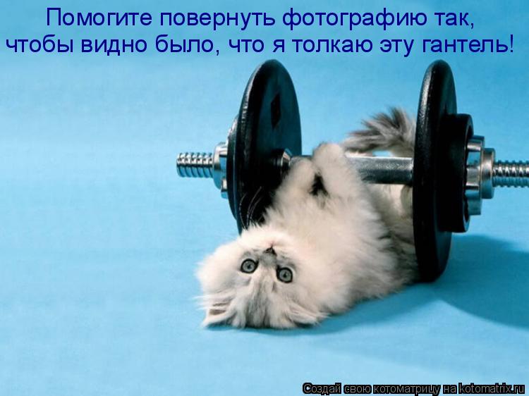 Котоматрица: Помогите повернуть фотографию так,  чтобы видно было, что я толкаю эту гантель!