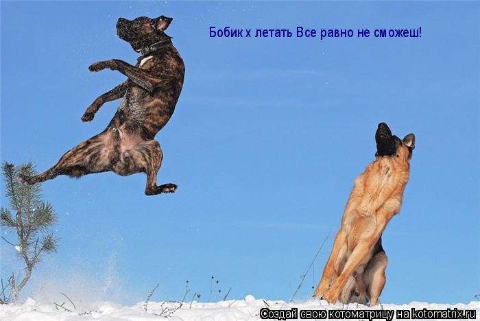Котоматрица: Бобик х летать Все равно не сможеш!