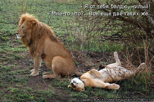 Котоматрица: - Я от тебя балдю, милый! - Мне-то что?.. Вон еще две таких же...