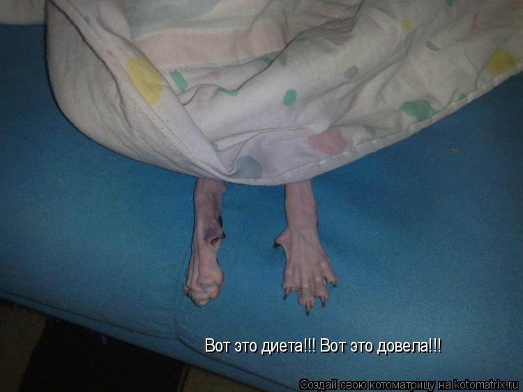Котоматрица: Вот это диета!!! Вот это довела!!!