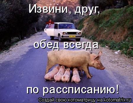 Котоматрица: Извини, друг,  обед всегда  по рассписанию!