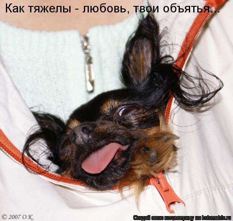 Котоматрица: Как тяжелы - любовь, твои объятья...