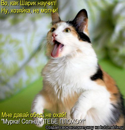 Котоматрица: Во, как Шарик научил!  Ну, хозяйка, не молчи! "Мурка! Солнце! ТЕБЕ ПЛОХО?!" Мне давай обед, не охай!