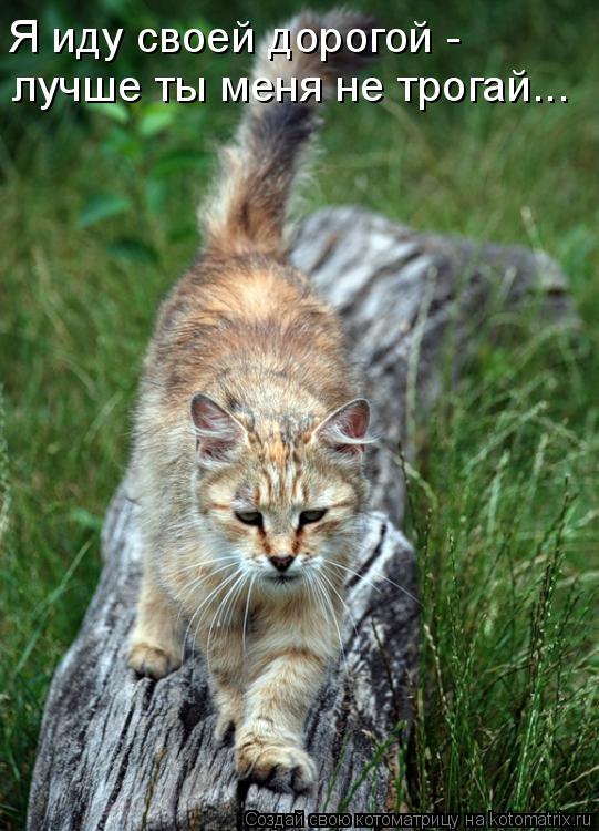 Котоматрица: лучше ты меня не трогай... Я иду своей дорогой -