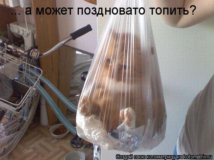 Котоматрица: ... а может поздновато топить?