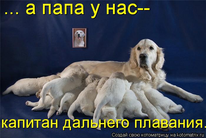 Котоматрица: ... а папа у нас-- капитан дальнего плавания..